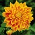 706080-dahlia-explosion