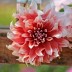 706090-dahlia-frost-nip