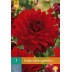 706100-dahlia-garden-wonder-arnhem