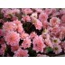 706120-dahlia-gerrie-hoek