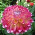 706220-dahlia-hawaii