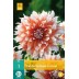 706225-dahlia-holland-festival