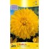706230-dahlia-kelvin-floodlight