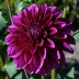 706250-dahlia-le-baron