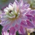 706285-dahlia-luka-johanna