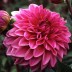 706287-dahlia-lucky-number