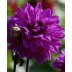 706289-dahlia-marcel-dassault