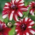 706291-dahlia-mariska