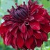 706294-dahlia-mingus-alex
