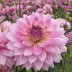 706295-dahlia-miss-delilah