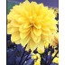 706296-dahlia-meteorite