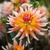 706310-dahlia-okapi-sunset