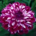 706320-dahlia-optic-illusion