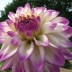 706326-dahlia-orion-pink-petticoat