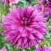 706328-dahlia-painted-girl