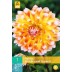 706330-dahlia-peaches-and-cream