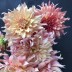 706335-dahlia-penhill-watermelon