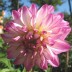 706340-dahlia-pink-attraction
