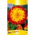 706350-dahlia-procyon
