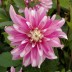 706370-dahlia-razzle-dazzle