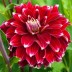 706380-dahlia-red-rock