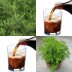 831365-cola-plant-var-maritima