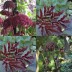831502-engelwortel-rode-atropurpurea