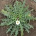 203005-molsla-witte-white-wonder
