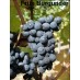 820180-blauwe-buitendruif-fruh-burgunder-blauer-burgunder