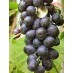 820280-blauwe-buitendruif-muscat-blue