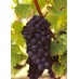 820340-blauwe-buitendruif-pinot-noir-blauer-burgunder-spatburgunder