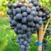 820342-blauwe-buitendruif-pinotin