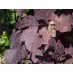 820350-blauwe-buitendruif-purpurea