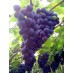 821550-blauwe-kasdruif-frankenthaler-westlands-roem