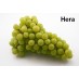 821588-pitloze-witte-druif-hera