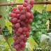 821890-pitloze-rode-druif-vanessa