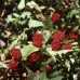001400-aardbeispinazie