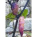 207947-peper-black-ruby