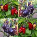 207948-peper-black-scorpion-tongue