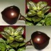 207950-peper-bode-roxa
