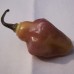 207955-peper-bolivian-bumpy