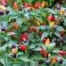 207960-peper-bolivian-rainbow-fuoco-prateria-aladdin-chinese-color-chinese-five-colour