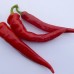 208120-peper-cayenne-large-red-thick