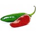 208147-peper-chachua-chili