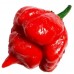 209465-peper-trinidad-scorpion-strain