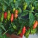 209470-peper-tijgertanden-tiger-teeth