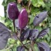 209477-peper-violet-cables-the-violet-cables