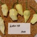 209489-peper-wraith