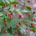 209491-peper-wild-bird-florida-wild-bird