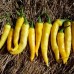 209493-peper-yellow-bended